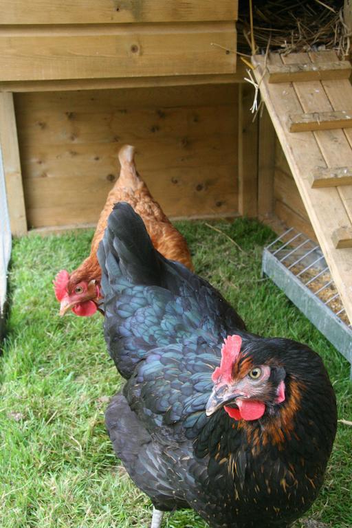 Hoeve Jadoul Gingelom 部屋 写真